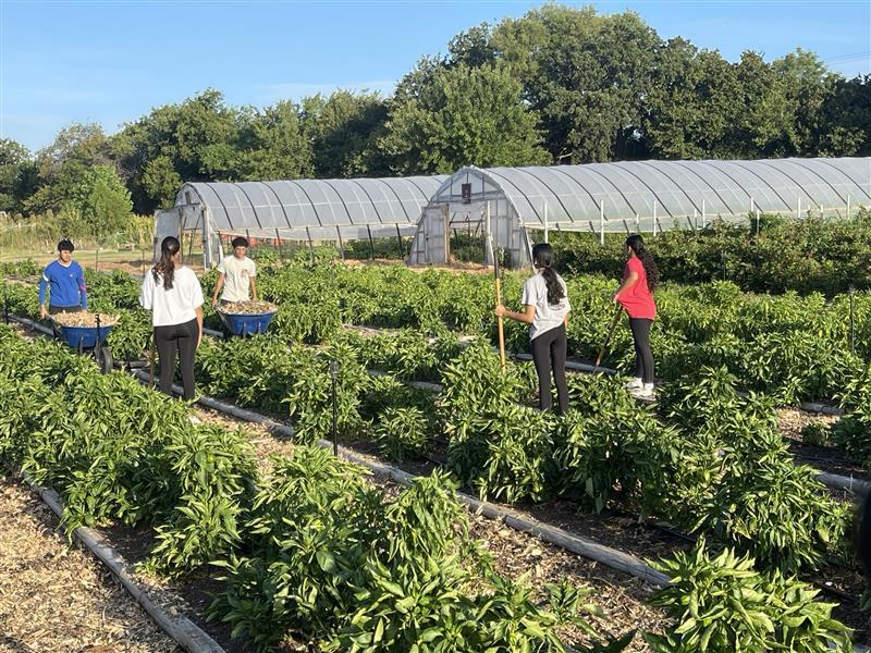 Students performing community service in community garden.